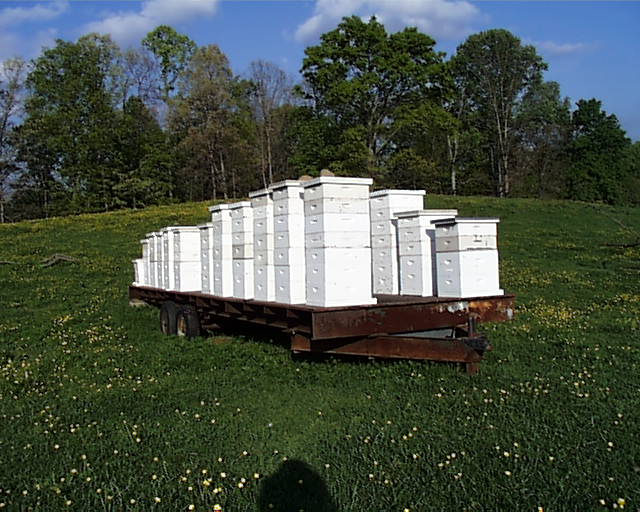 Bee Hives ready for transport