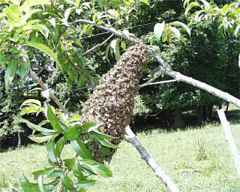  Springtime Bee Swarm