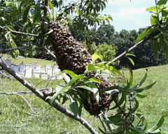 bee swarm