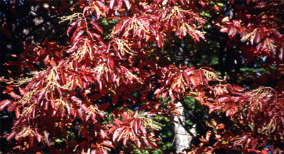 Fall Sourwood