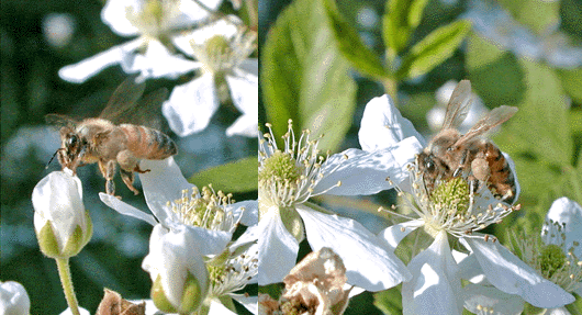 Springtime Honeybees
