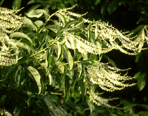 Springtime Sourwood